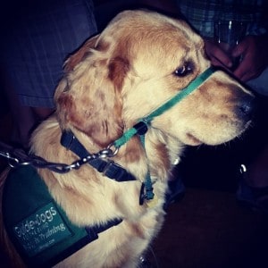 Guide dog in training